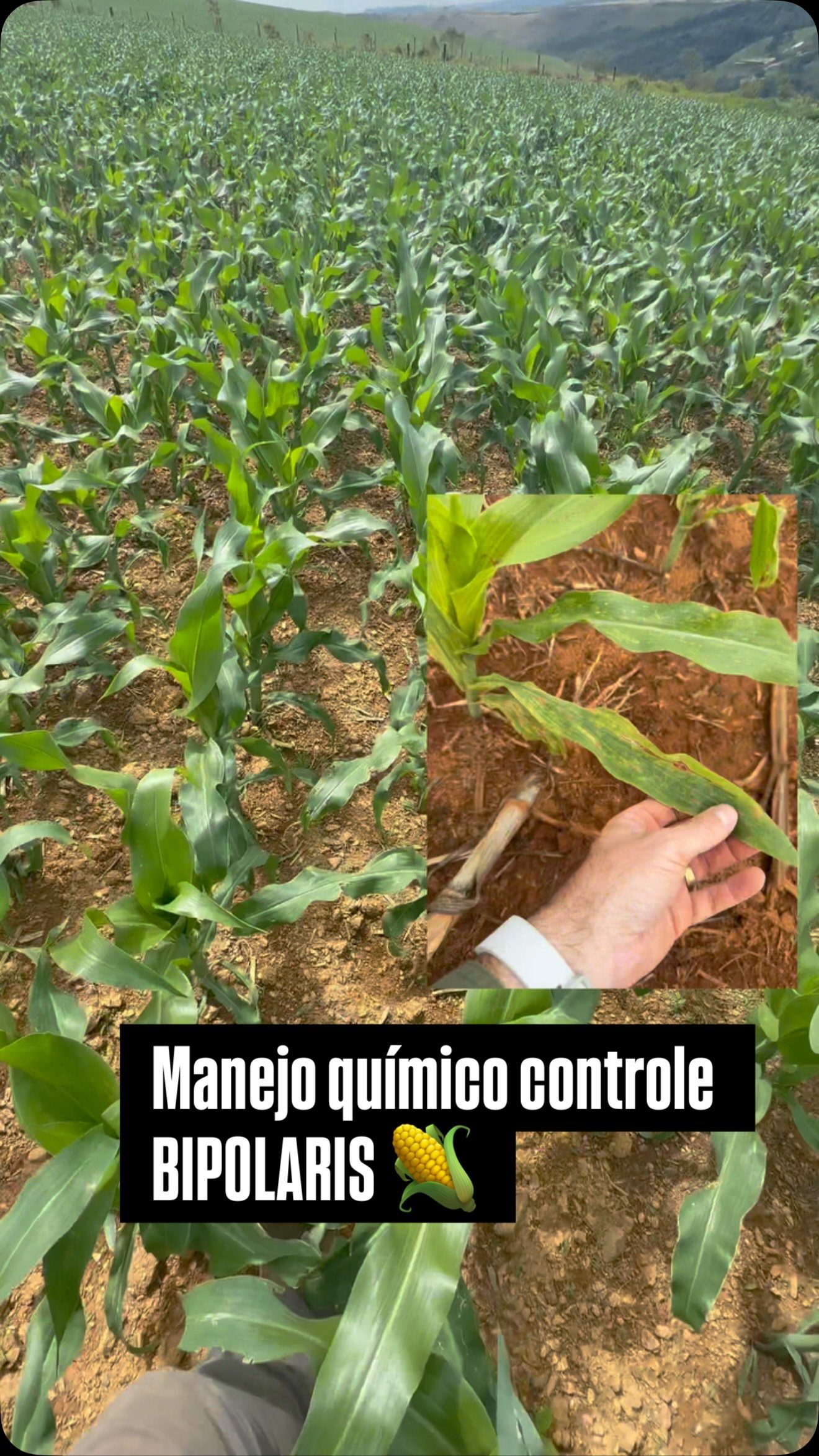 Avaliação de lavoura de milho